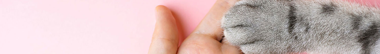 grå tass i handen på matte