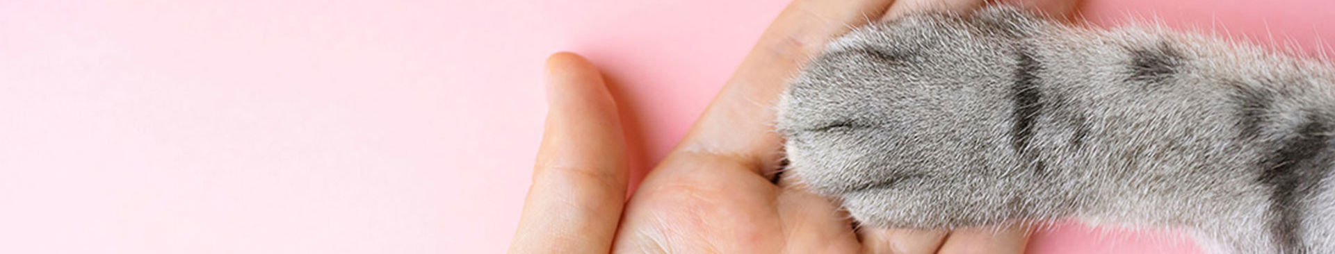 grå tass i handen på matte