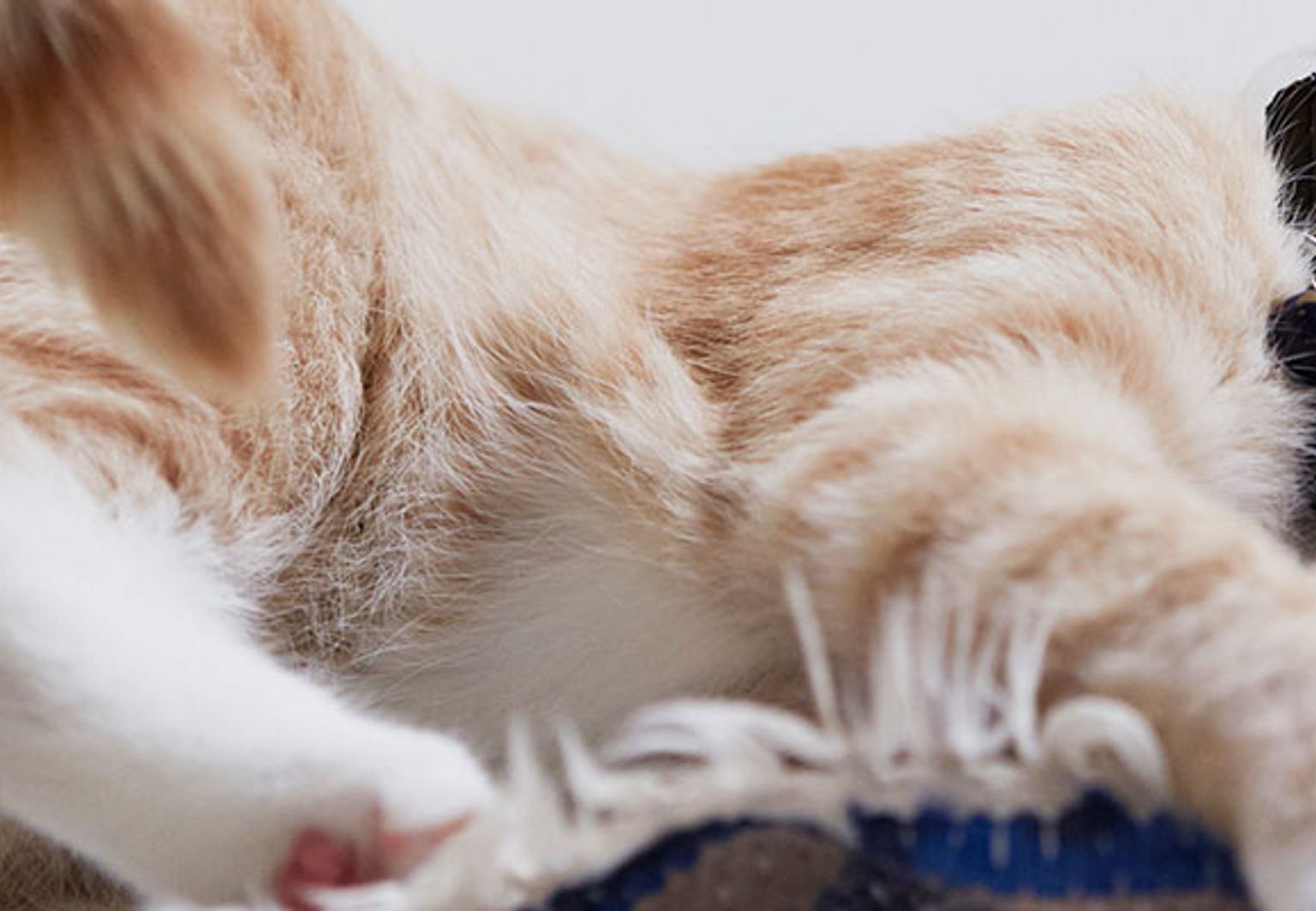 katt med halskrage leker med en matta