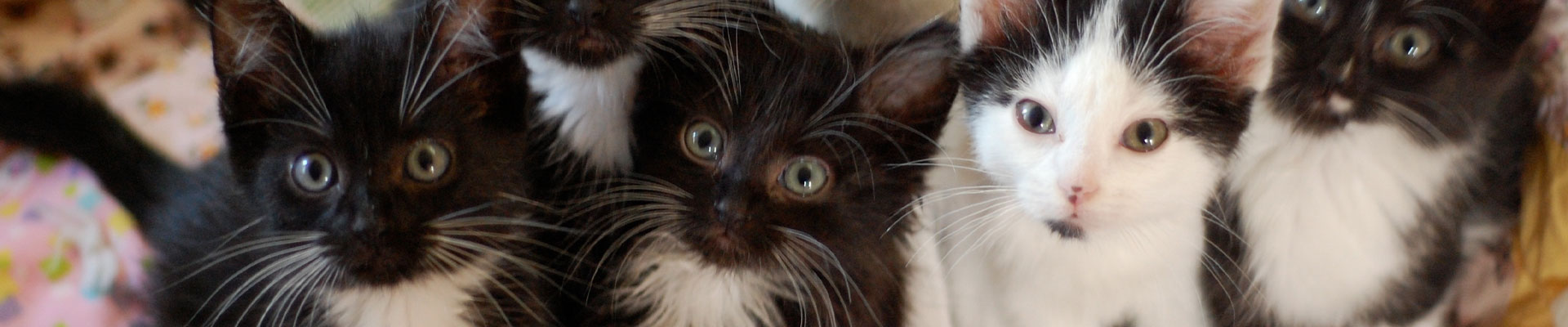 närbild på en kull kattungar