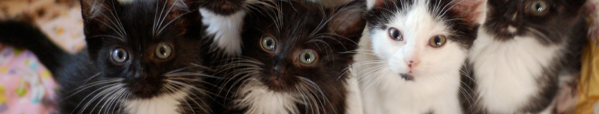 närbild på en kull kattungar