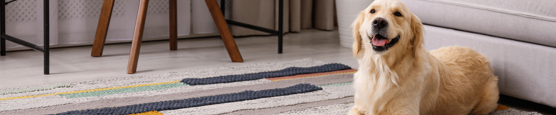 golden retriever ligger nedanför soffan