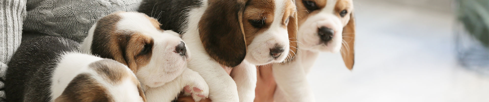 närbild på en kull beaglevalpar