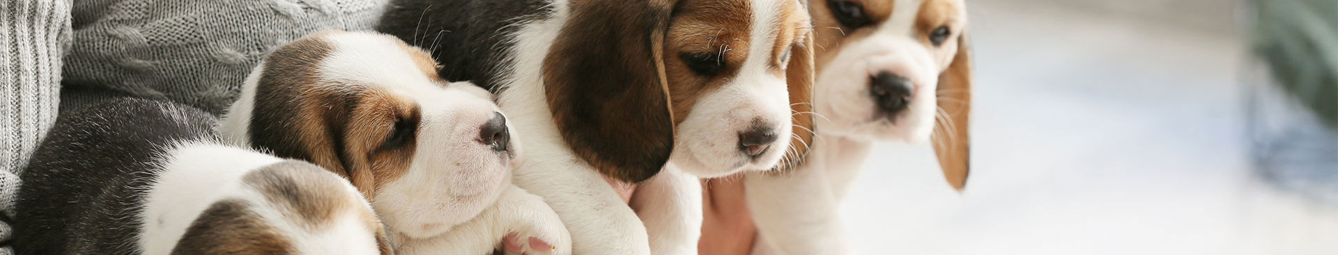 närbild på en kull beaglevalpar
