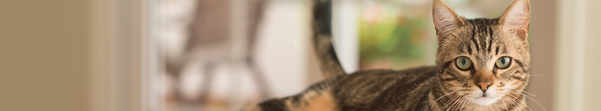 grå katt tabby titta rmot kameran