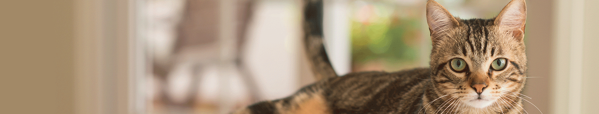 grå katt tabby titta rmot kameran