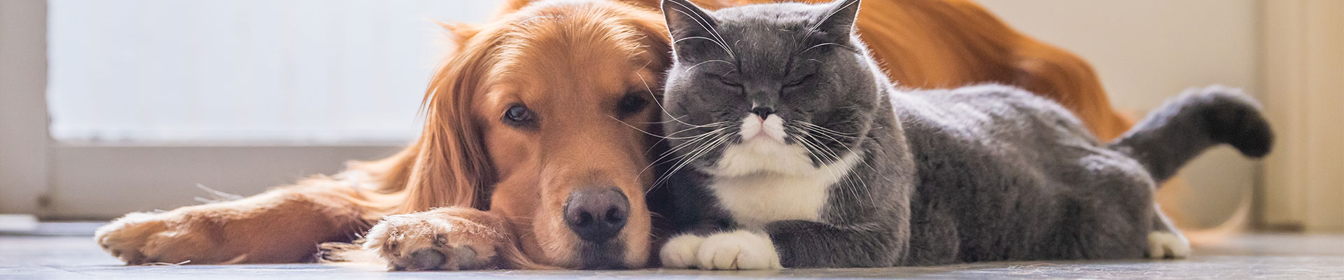 hund och katt ligger på golvet