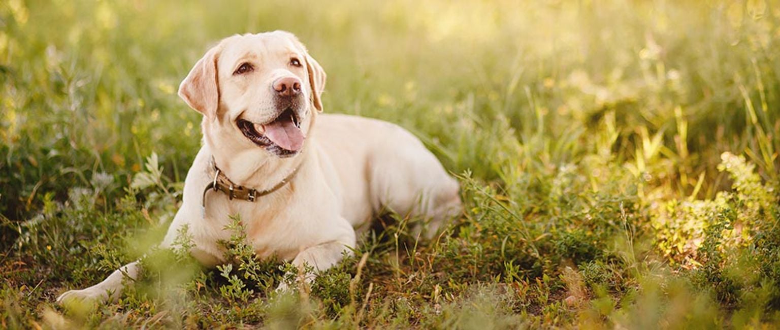 Hund ligger på en vildvuxen gräsmatta